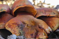 Gymnopilus aeruginosus