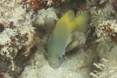 Pomacentrus nigromarginatus