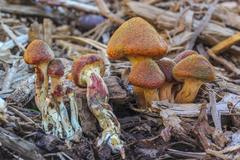 Gymnopilus aeruginosus