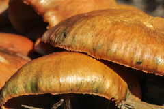 Gymnopilus aeruginosus