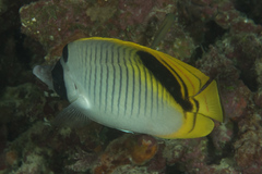 Chaetodon oxycephalus