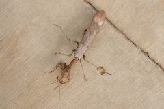 Epaphrodita musarum