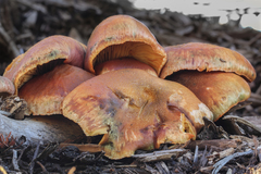 Gymnopilus aeruginosus