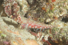 Synchiropus morrisoni