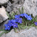 Anchusa cespitosa - Photo (c) Nicholas Turland, some rights reserved (CC BY-NC-ND)