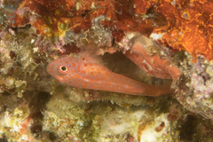 Trimma macrophthalmus