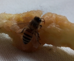 Apis mellifera