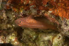 Trimma macrophthalmus