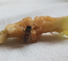 Apis mellifera