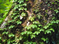 Tetrastigma obtectum glabrum