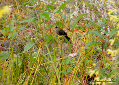 Pyrrhula erythrocephala