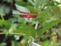 Camacinia gigantea