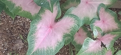 Caladium bicolor