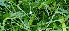 Cyperus mindorensis