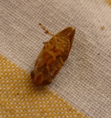 Aphrophora permutata