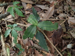 Goodyera foliosa