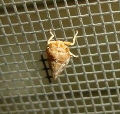 Aphrophora permutata