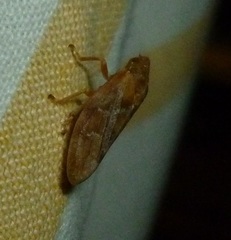 Aphrophora permutata