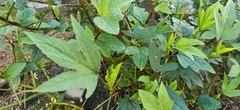 Hibiscus sabdariffa