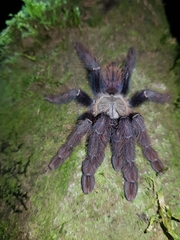 Ornithoctoninae