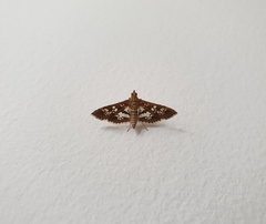 Sameodes cancellalis