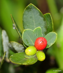 Wikstroemia phillyreifolia