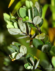 Wikstroemia phillyreifolia