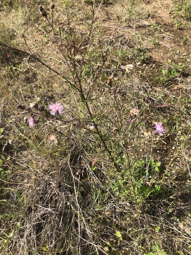 spotted knapweed