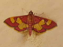 Colomychus talis
