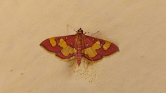 Colomychus talis