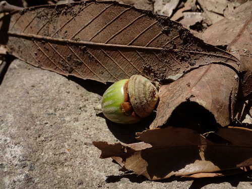 Image of Quercus gilva by no rights reserved