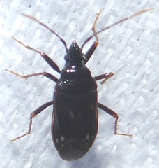 Aristaenetoides politus