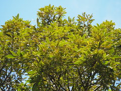 Quercus gilva