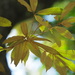 Quercus gilva - Photo (c) 葉子, μερικά δικαιώματα διατηρούνται (CC BY-NC-ND)