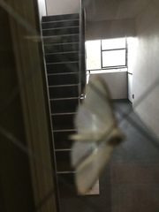 Palpita nigropunctalis