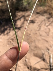 Sporobolus compositus