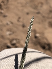 Sporobolus compositus