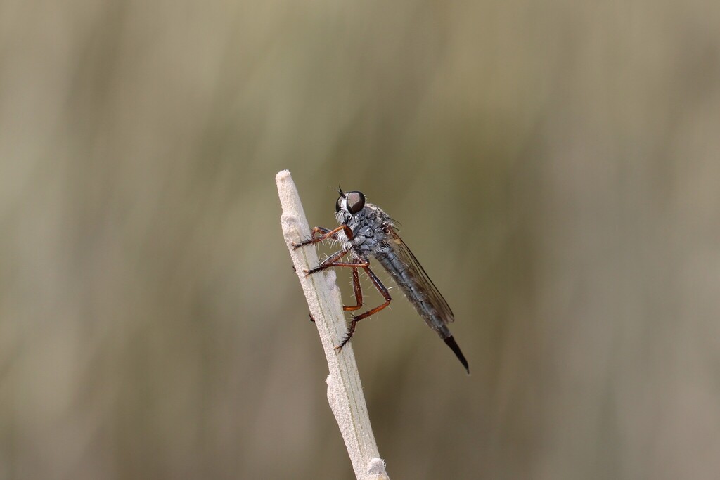 Neomochtherus schistaceus