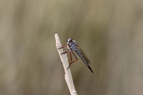Neomochtherus schistaceus