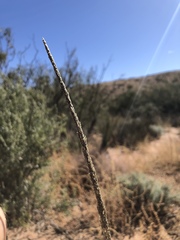 Sporobolus compositus