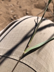 Sporobolus compositus