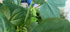 Vigna angularis