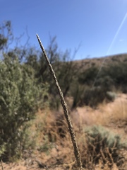 Sporobolus compositus