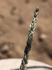 Sporobolus compositus