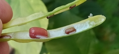 Vigna angularis