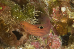 Oblique-Lined Dottyback photo 4
