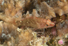 Longfin Perchlet - Photo (c) Mark Rosenstein, some rights reserved (CC BY-NC), uploaded by Mark Rosenstein