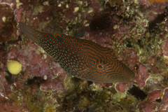 Canthigaster janthinoptera