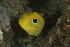 Chaetodon bennetti