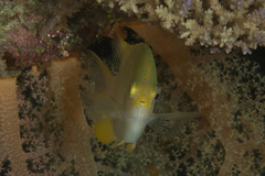 Amblyglyphidodon aureus